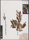 Foto von Salix aurita L. x Salix cinerea L.